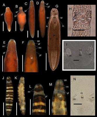 Delimiting the polymorphic congeners of the genus Oerstedia Quatrefages, 1864 (Nemertea, Hoplonemertea), and descriptions of three new species from the Northwest Pacific